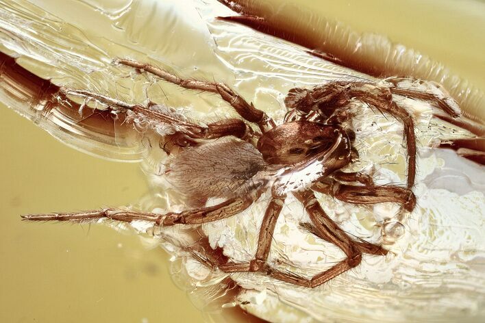 Detailed Fossil Spider (Araneae) In Baltic Amber #367261